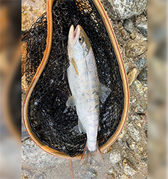 魚の写真